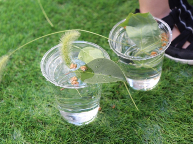 二つの水の入ったコップに葉っぱを入れて遊ぶ図